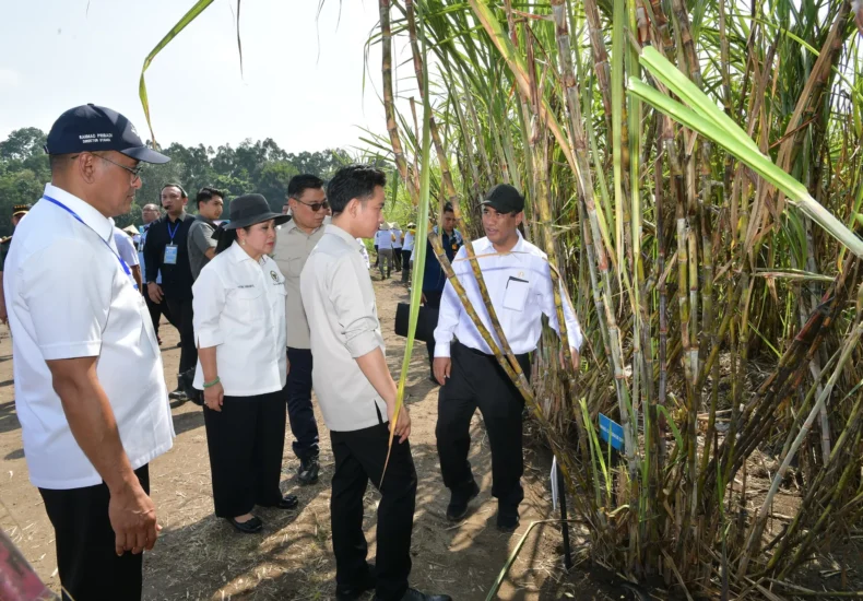 Wapres Dorong Swasembada Gula dengan Teknologi Modern dan Partisipasi Anak Muda